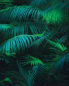 OUT OF THE SHADOWS Your Home and Garden