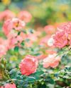The constant gardener The constant gardener9