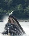 DECODING THE HUMPBACK BUBBLE RING4
