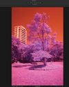 INFRARED (R) PHOTOGRAPHY