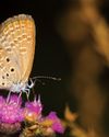 PHOTOGRAPHING BUTTERFLIES