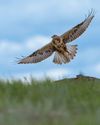 The Wildlife of Eastern Mongolian Steppe