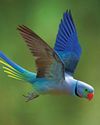 Technological Advances for Capturing Birds in Flight Technological Advances for Capturing Birds in Flight