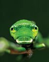 Smart Photography