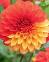 DARLING DAHLIAS