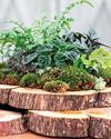 STUMP UP AN INDOOR FERNERY