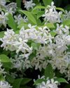 Heavenly Scent Jasmine