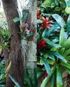 Be Bold With Bromeliads