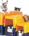 Great opportunities for pet relocation PROFESSIONALS ParentsWorld India