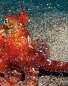 Octopuses burn more calories changing colour than you do on a 23 minute run