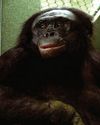 Genius ape who could understand English and play Minecraft dies Genius ape who could understand English and play Minecraft dies
