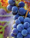 HOW WINE IS MADE HOW WINE IS MADE