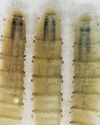 The US reports its first New World parasitic screw worm infection in decades1