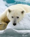 Polar bears ‘rapidly rewrite their own DNA’ to survive melting sea ice6