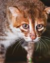 FLAT-HEADED CAT SEEN FOR THE FIRST TIME IN 30 YEARS14