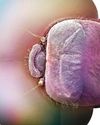 DRAGONFLY FACE-OFF0