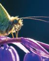 BACKLIT MACRO INSECTS