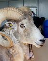 Rancher Jailed for Cloning Giant Sheep