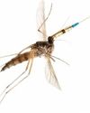 Malaria Vaccine Delivered Via Mosquito Bite