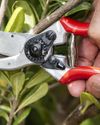PRUNING TREES10