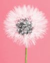 TEST YOUR SEASONAL ALLERGY SMARTS TEST YOUR SEASONAL ALLERGY SMARTS