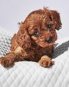 The New Sleep Guide of Your Dreams The New Sleep Guide of Your Dreams