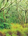गर्मी से त्रस्त पेड़-पौधे कम कार्बन सोख पा रहे गर्मी से त्रस्त पेड़-पौधे कम कार्बन सोख पा रहे
