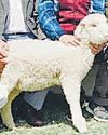 भारतीय शोधकर्ताओं ने रचा इतिहास, पहली बार जीन में बदलाव करके भेड़ का जन्म88