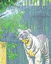दिल्ली चिड़ियाघर वनतारा की तर्ज पर विकसित होगा दिल्ली चिड़ियाघर वनतारा की तर्ज पर विकसित होगा18