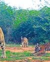 सरिस्का अभयारण्य में बाघों का कुनबा बढ़ा सरिस्का अभयारण्य में बाघों का कुनबा बढ़ा116