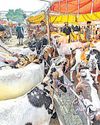 सुंदरता और वजन ने बकरों की कीमत बढ़ाई सुंदरता और वजन ने बकरों की कीमत बढ़ाई30
