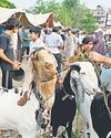 यह है मीना बाजार की रौनक, साढ़े तीन लाख में बिका 'मासूम'33