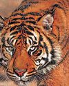 उत्तराखंड में इस साल बाघ से ज्यादा बाधिन की मौत उत्तराखंड में इस साल बाघ से ज्यादा बाधिन की मौत100