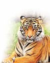 बाघ के जंगल की सीमा लांघते ही मिलेगा अलर्ट112