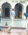 शिवालयों में भीड़ प्रबंधन सबसे बड़ी चुनौती14