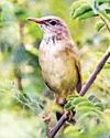 लद्दाख सुरु वैली में 46 साल बाद दिखा लुप्तप्राय पक्षी109