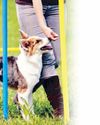 मुस्तैदी बिना भौंके खतरे की पहचान कर रहे दिल्ली पुलिस के श्वान28