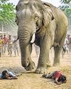 हाथी ने पहरेदार समेत दो को कुचला64