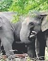 उत्तराखंड में आबादी के बीच उत्पात मचा रहे हाथियों के 'बैचलर गैंग'36