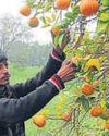 UP’s kinnow push worries Punjab’s orchardists9