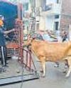 Chandigarh MC launches drive to rein in stray cattle92