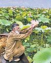 Lotus blooms at Wular Lake again after three decades29