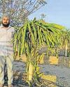 Dragon fruit takes roots in Punjab, farmers eye profits7
