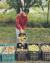 Dry spell brings sweet surprise for farmers as Valley records boost in stone fruit production26