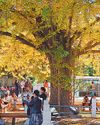 Age never seems to weary majestic ginkgo guards8