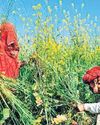 Govt set to clear genetically modified mustard: Officials20