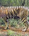 Single window nod available for tiger reserve land takeover Single window nod available for tiger reserve land takeover13