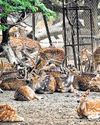 Can keep just 38 deer at Hauz Khas park: panel Can keep just 38 deer at Hauz Khas park: panel37
