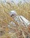 India’s wheat production likely to touch record I2 mn tonne