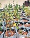 Man held for cultivating pots of marijuana in Gr Noida flat